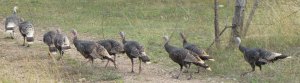 IMG_2727c ten wild turkeys
