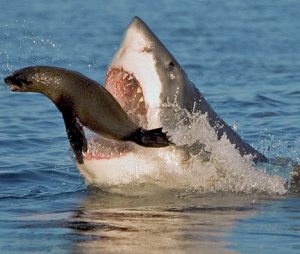 shark-eats-seal1